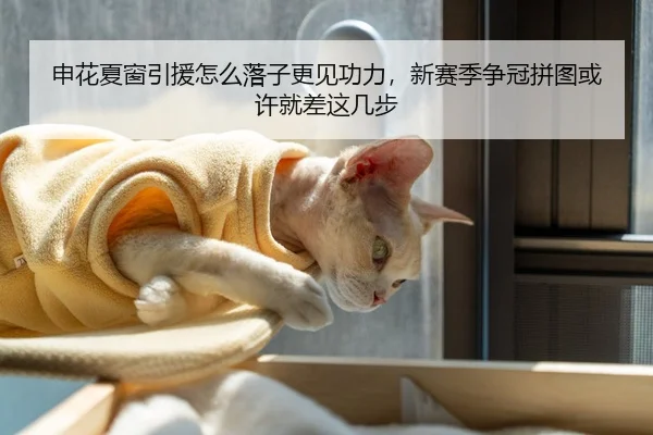 申花夏窗引援怎么落子更见功力，新赛季争冠拼图或许就差这几步
